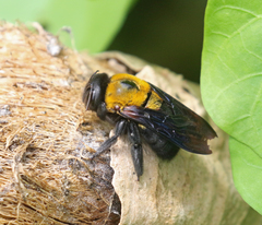 Xylocopa calens