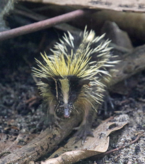 Hemicentetes semispinosus