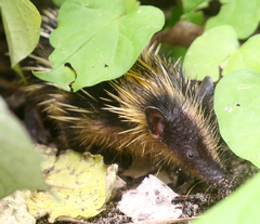 Hemicentetes semispinosus