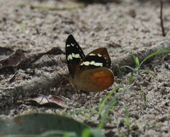 Aterica rabena