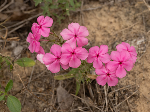 Annual phlox (Phlox drummondii)
