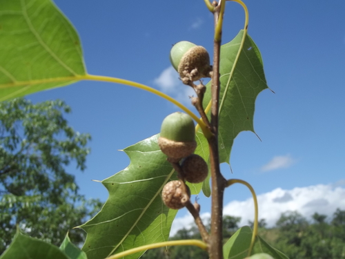 Cusi Oak