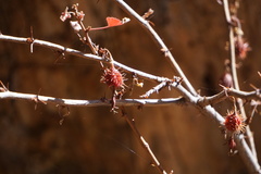 Ribes roezlii