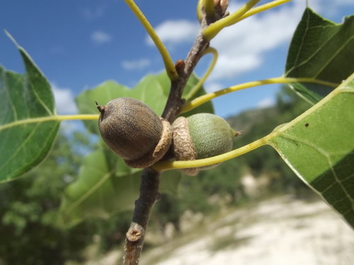 Cusi Oak