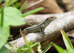 Trachylepis elegans