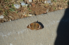 Junonia coenia