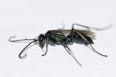 Auplopus architectus