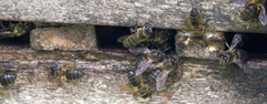 Apis mellifera unicolor