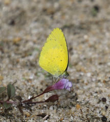 Eurema brigitta pulchella