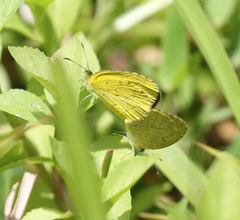 Eurema brigitta pulchella