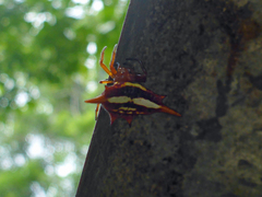 Gasteracantha versicolor