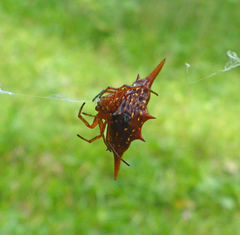 Gasteracantha versicolor