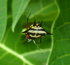 Gasteracantha rhomboidea