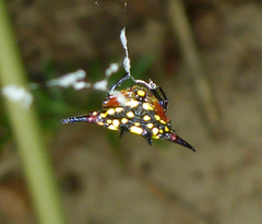 Gasteracantha rhomboidea