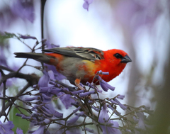 Foudia madagascariensis