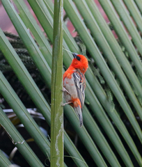 Foudia madagascariensis