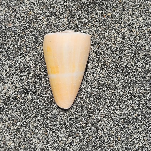 Conus daucus observed 2025-07-31