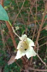 Parmentiera cereifera