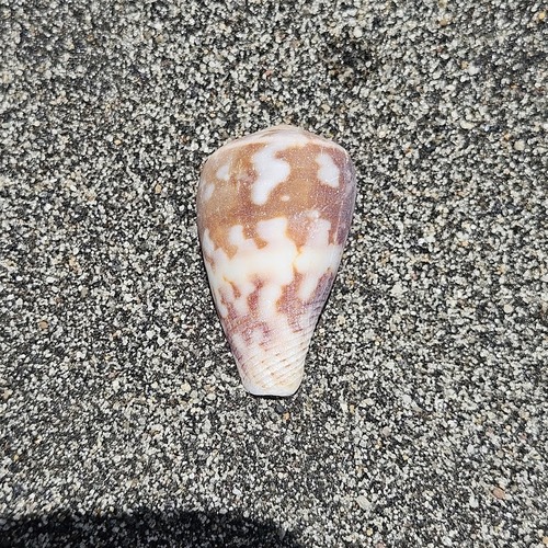 Conus ermineus observed 2025-07-31