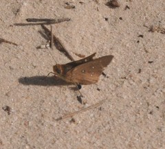 Hesperilla trimaculata