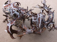 Masonhalea richardsonii