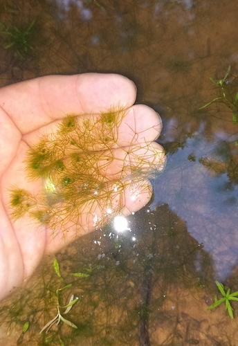 Nitella gracilis, 2025-08-07