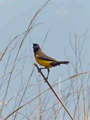 Pseudoleistes guirahuro