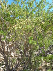 Nahuatlea arborescens