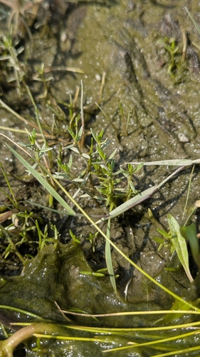 Water Pygmyweed (Crassula aquatica)