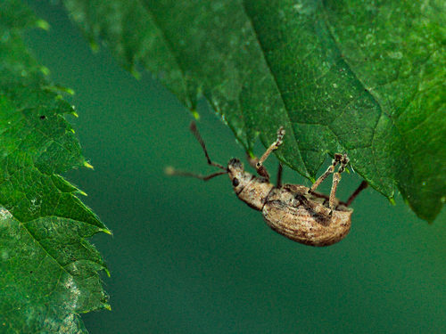 Obscure root weevil photo 3