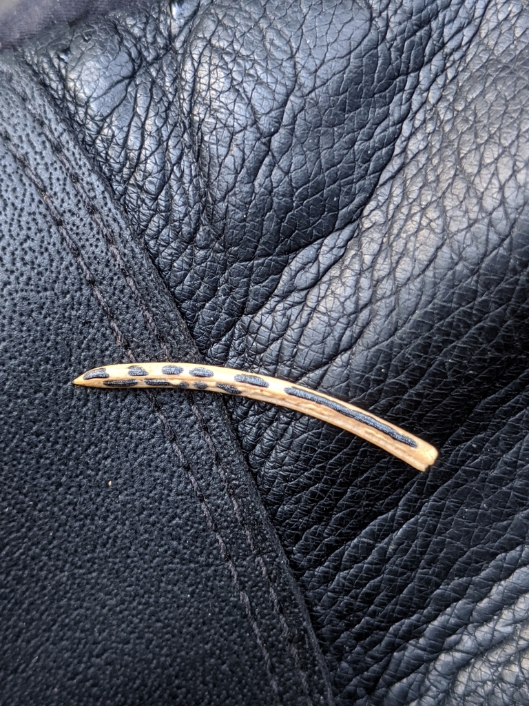 Spruce Needle Cast