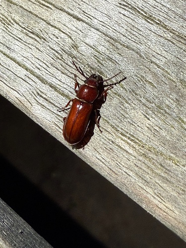 Pole Borer photo 6