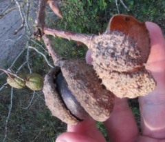 Aesculus glabra arguta