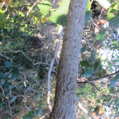 Aesculus glabra arguta