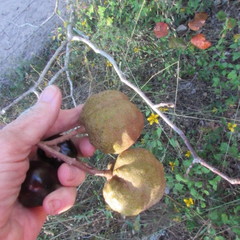 Aesculus glabra arguta