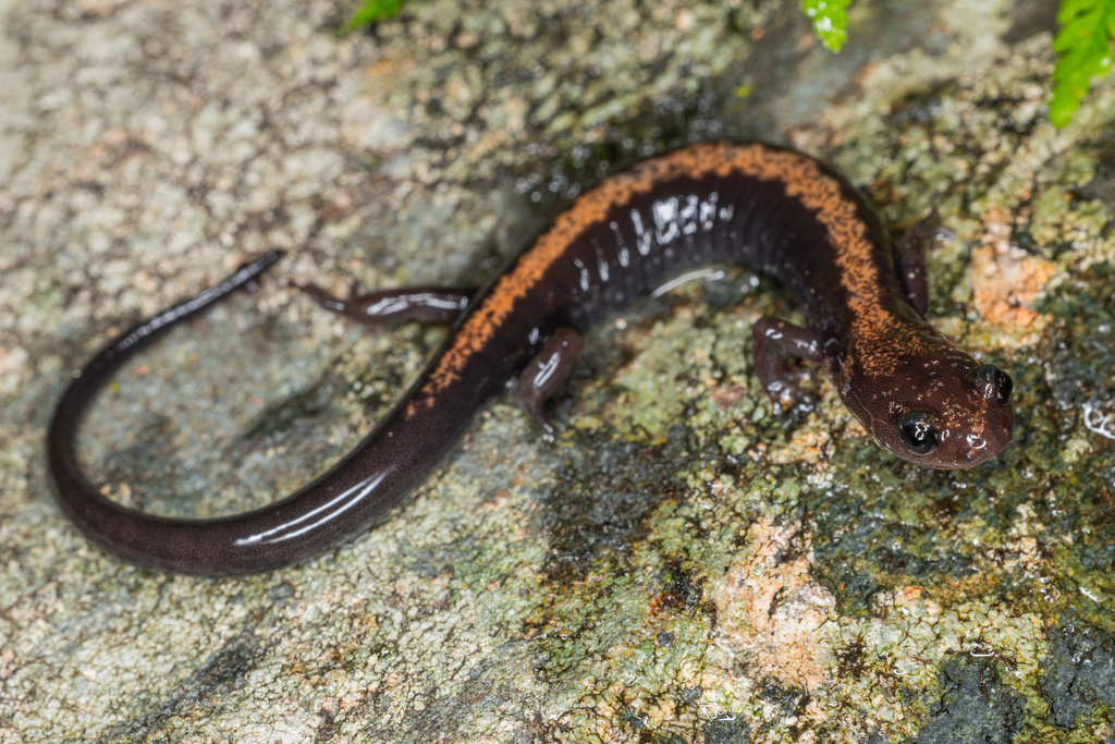 Shenandoah Salamander