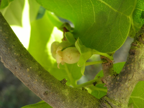 Diospyros californica (Diospyros californica)