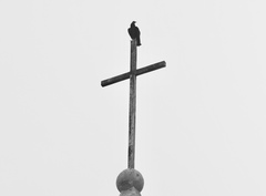 Coragyps atratus