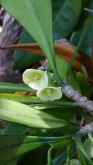 Euphorbia thouarsiana