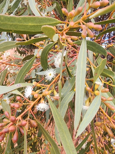 Wheatbelt Mallee (Eucalyptus virella)