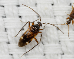 Eustictus