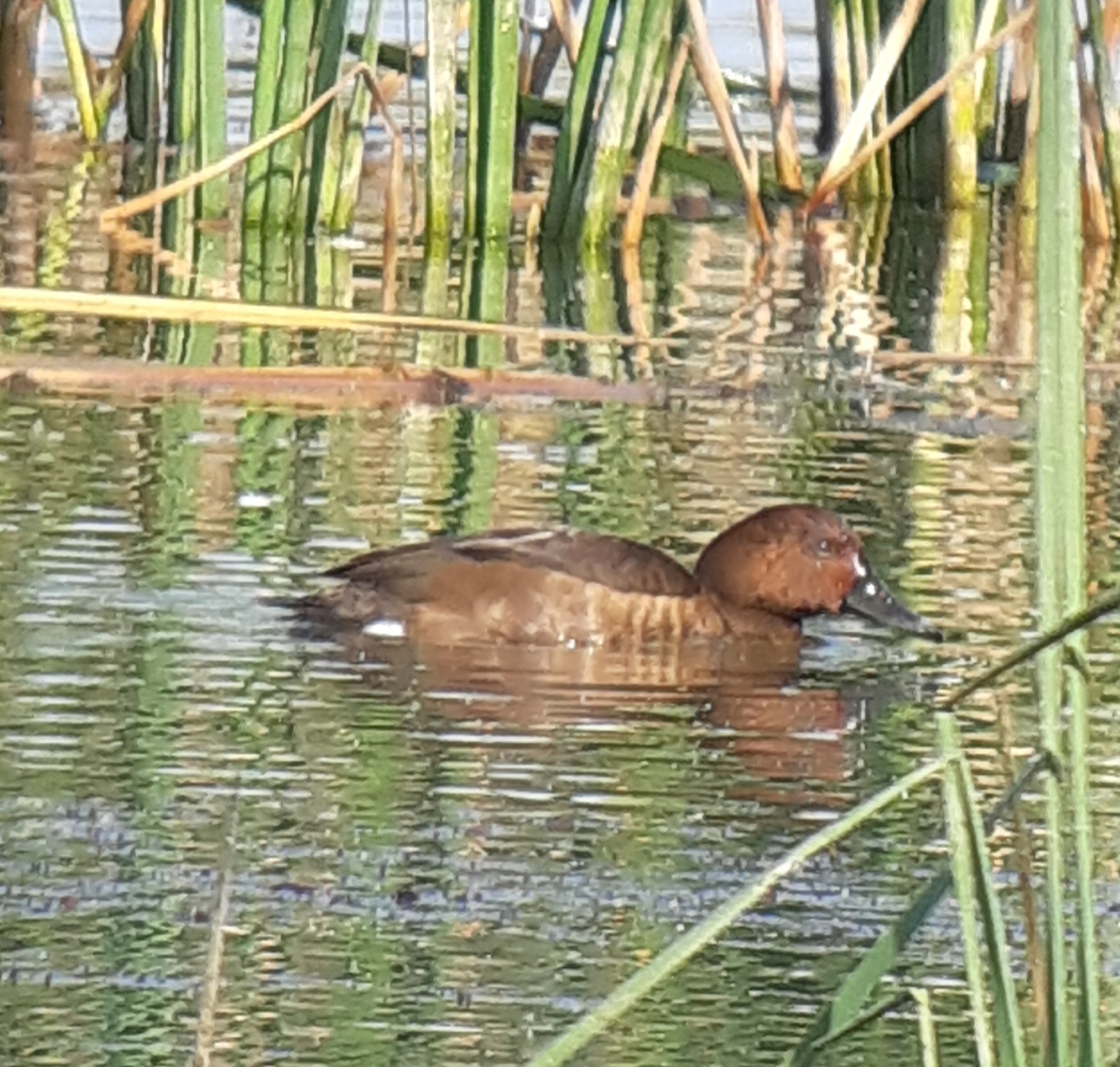 Ferruginous Duck