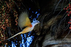 Tyrannus forficatus