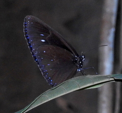 Euploea tulliolus