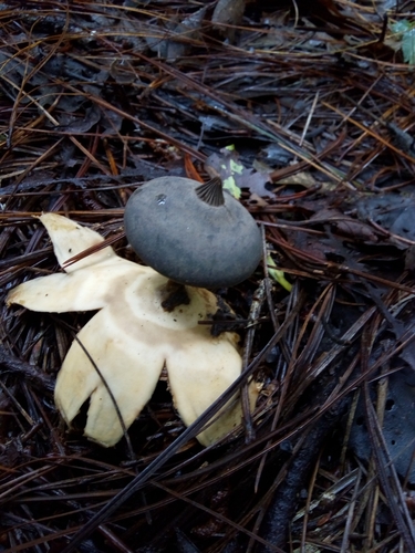 Beaked Earthstar