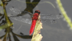Urothemis