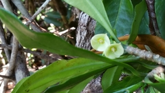 Euphorbia thouarsiana