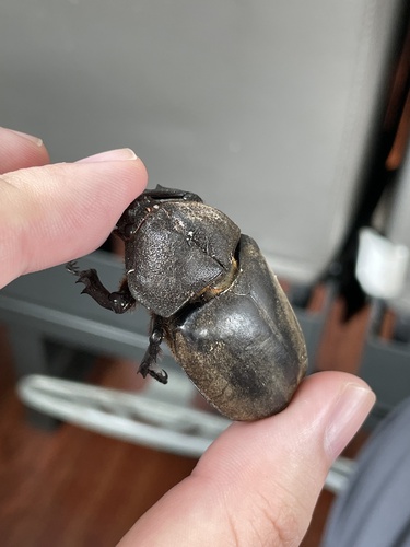 Japanese Rhinoceros Beetle