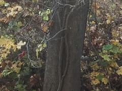 Cardinalis cardinalis