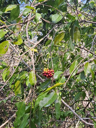 Mosannona depressa, photograph 5